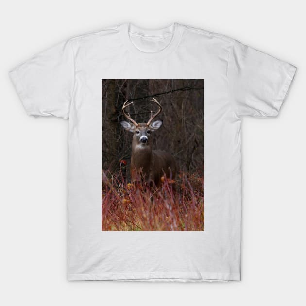 Young Buck - portrait - White-tailed Deer T-Shirt by Jim Cumming